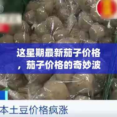 本周茄子价格揭秘,奇妙波动与温馨菜价之旅