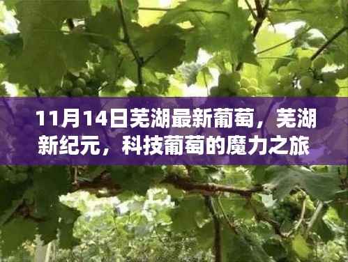 芜湖新纪元葡萄科技之旅,体验最新葡萄高科技产品的魔力之旅