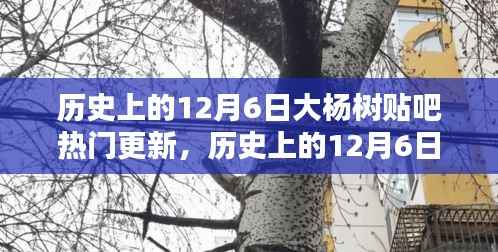 历史上的12月6日大杨树贴吧热门更新,深度分析与观点阐述