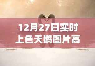 色彩与友情的冬日邂逅,高清上色天鹅图片及冬日天鹅绘