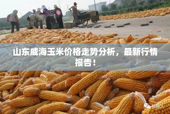 山东威海玉米价格走势分析,最新行情报告!