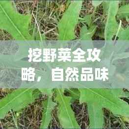 挖野菜全攻略,自然品味之旅,采摘乐趣尽享
