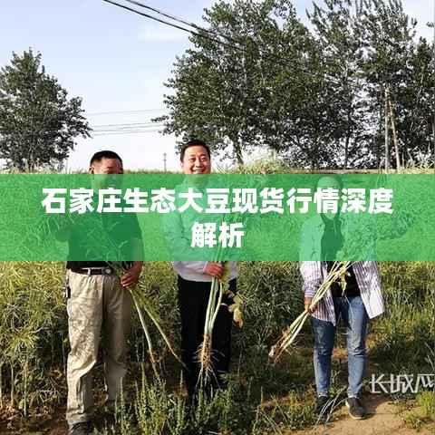 石家庄生态大豆现货行情深度解析