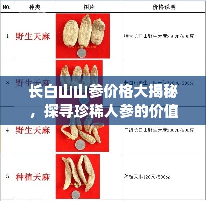 长白山山参价格大揭秘,探寻珍稀人参的价值表