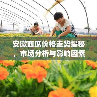安徽西瓜价格走势揭秘,市场分析与影响因素探讨