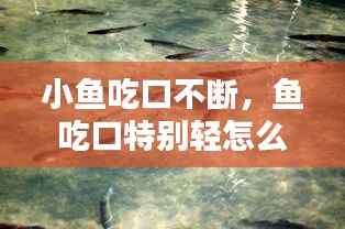 小鱼吃口不断,鱼吃口特别轻怎么办