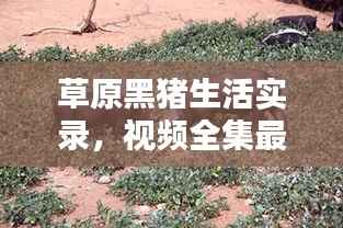 草原黑猪生活实录,视频全集最新呈现,探索黑猪草原生活的独特魅力