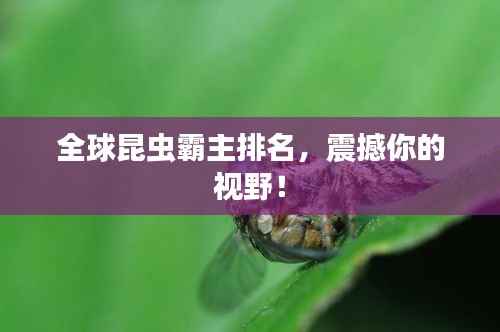 全球昆虫霸主排名,震撼你的视野!